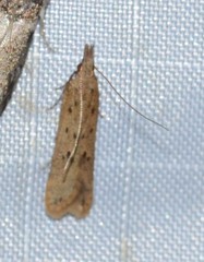 Dichomeris ligulella