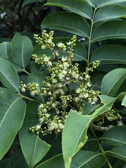 Ailanthus fordii