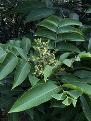 Ailanthus fordii