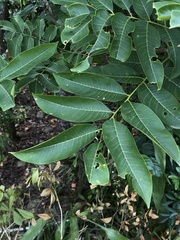 Ailanthus fordii