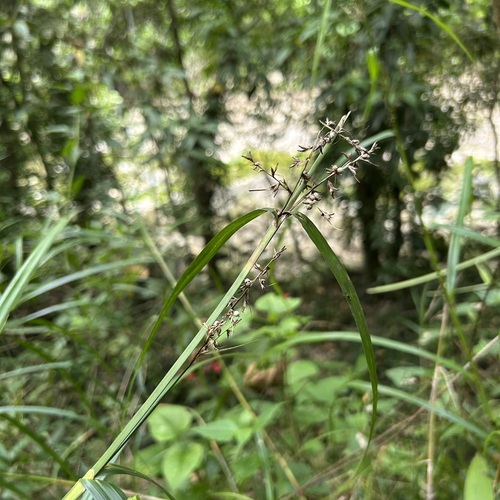 Scleria scrobiculata observed 2026-07-31