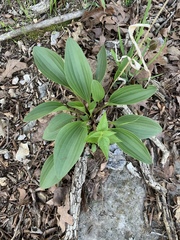 Arnoglossum plantagineum