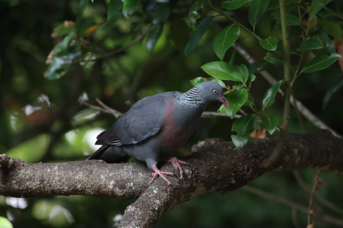 Trocaz Pigeon (Columba trocaz), photo 5