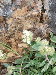 Phacelia imbricata imbricata