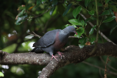 Trocaz Pigeon (Columba trocaz), photo 6
