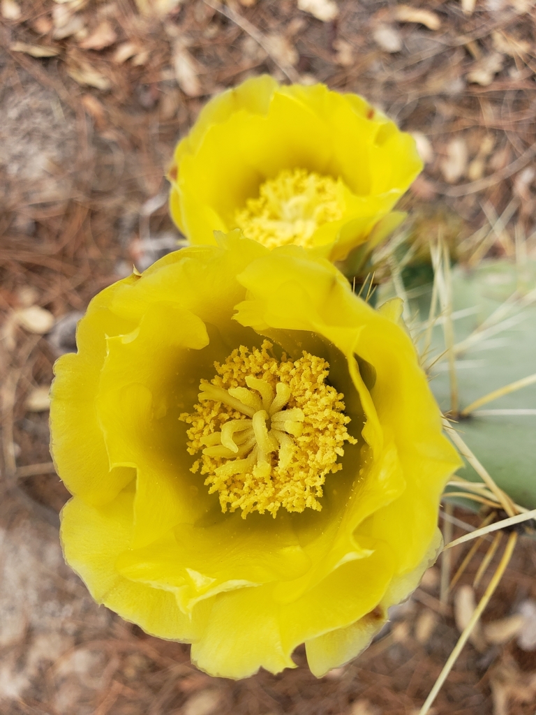 prickly-pears-from-chihuahua-chih-m-xico-on-may-02-2020-at-03-49-pm