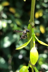 Apodynerus formosensis