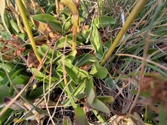 Gentiana acaulis, photograph (c) Yves Bas, some rights reserved (CC BY)