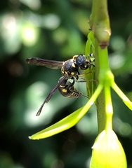 Apodynerus formosensis