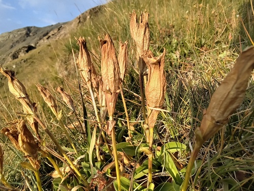 Gentiana acaulis, photograph 4