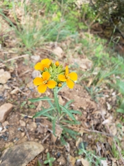 Erysimum capitatum capitatum