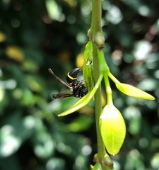 Apodynerus formosensis