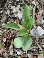 Arnoglossum plantagineum