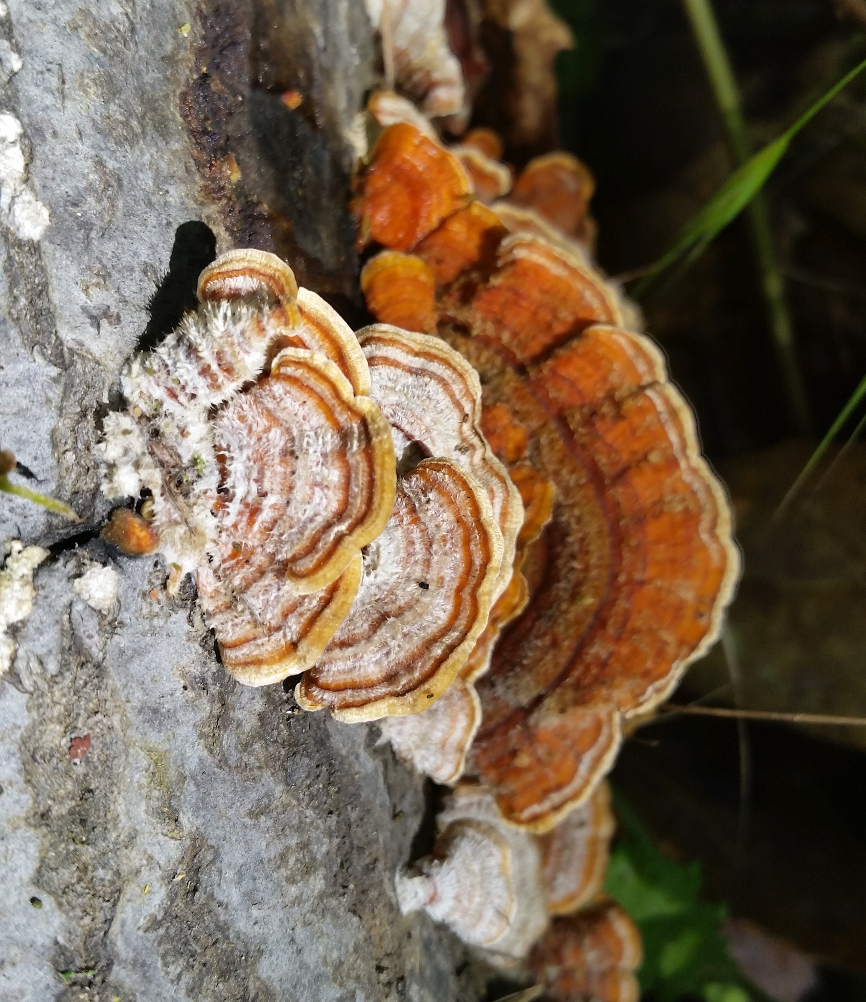 Stereum hirsutum image