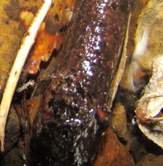Potamopyrgus oppidanus