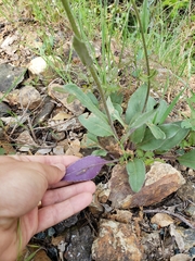 Senecio integerrimus major