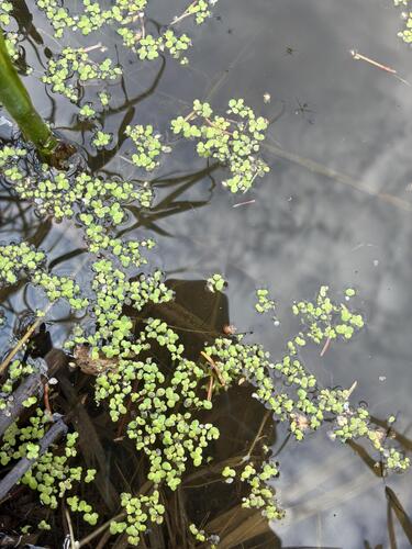 Lemna turionifera, photograph 6