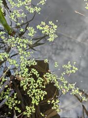 Lemna turionifera, photograph (c) Arthur Whiting, some rights reserved (CC BY)