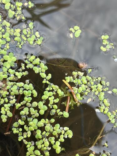 Lemna turionifera, photograph 5