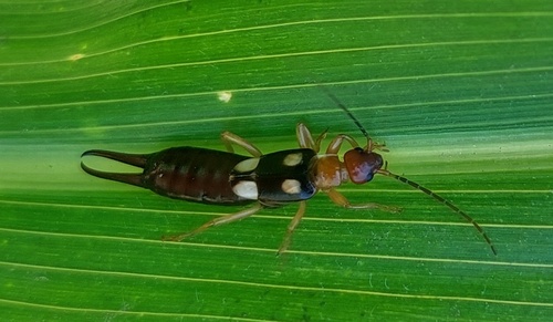 Smyrnean Earwig photo 3