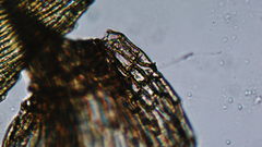 Brachytheciastrum velutinum
