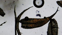 Brachytheciastrum velutinum