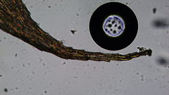Brachytheciastrum velutinum