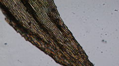 Brachytheciastrum velutinum