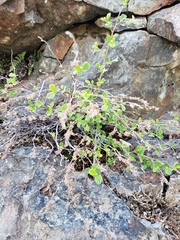 Holodiscus discolor microphyllus