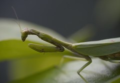 Parastagmatoptera