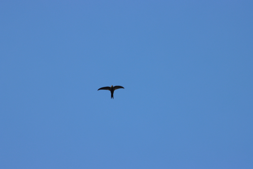 Plain Swift (Apus unicolor), photo 3
