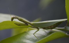 Parastagmatoptera