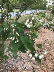 Deutzia pulchra