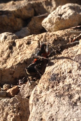 Apiomerus californicus