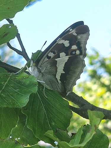 Purple Emperor