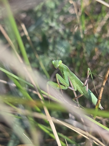 iNaturalist observation photo of European Mantis