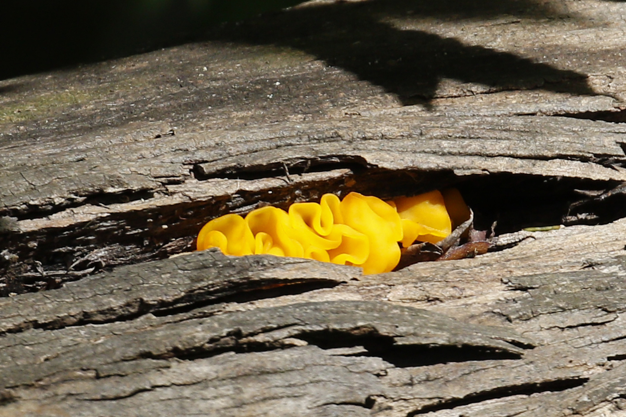 Tremella aurantia image