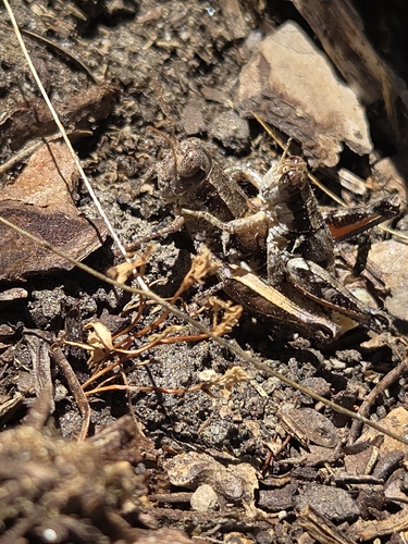 iNaturalist observation photo of Spur-throated Grasshoppers