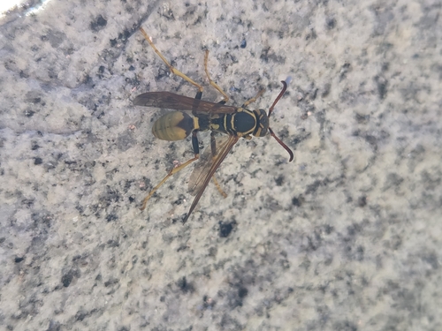 iNaturalist observation photo of Paper Wasps
