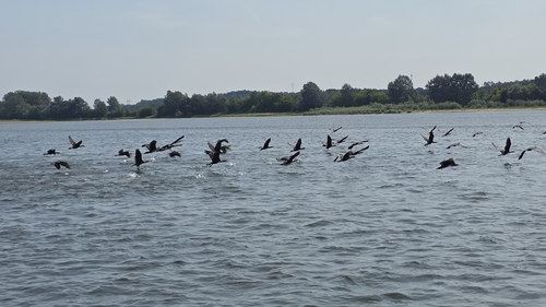 Great Cormorant