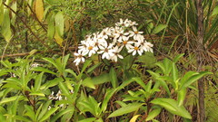 Brachyglottis kirkii