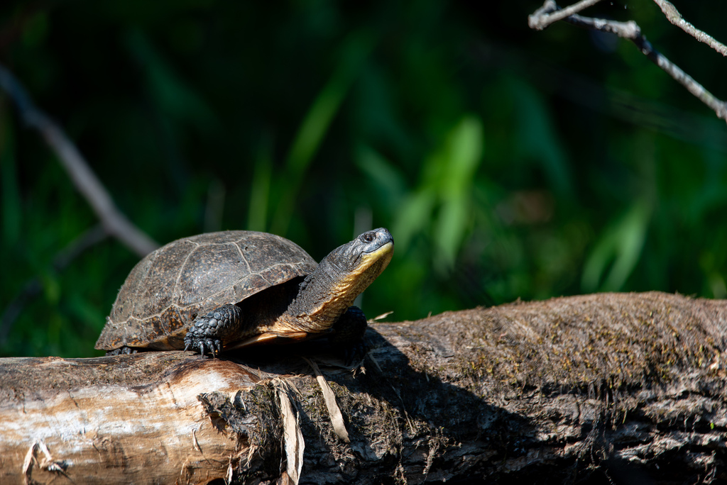 Blanding's Turtle