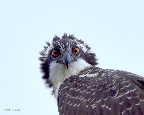 Balbuzard pêcheur, jeune