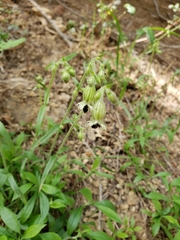 Silene lemmonii