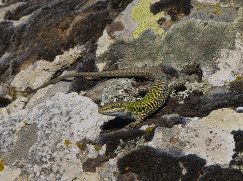 Italian Wall Lizard