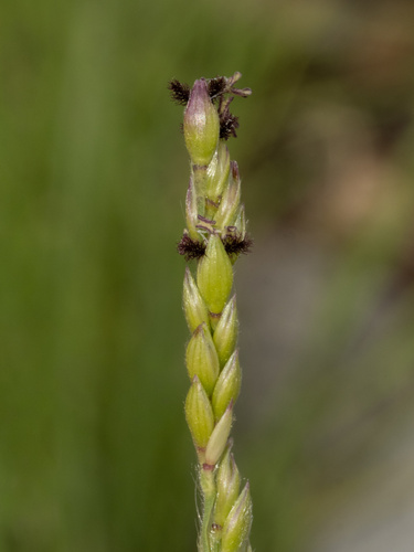Eriochloa sericea, photograph 1