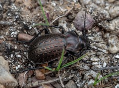 Calosoma cancellatum