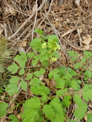 Osmorhiza brachypoda