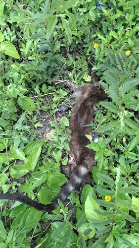 White-nosed Coati