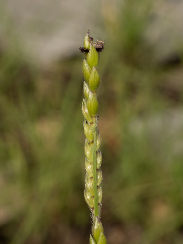 Eriochloa sericea, photograph 2